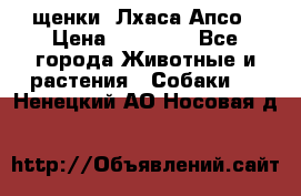 щенки  Лхаса Апсо › Цена ­ 20 000 - Все города Животные и растения » Собаки   . Ненецкий АО,Носовая д.
